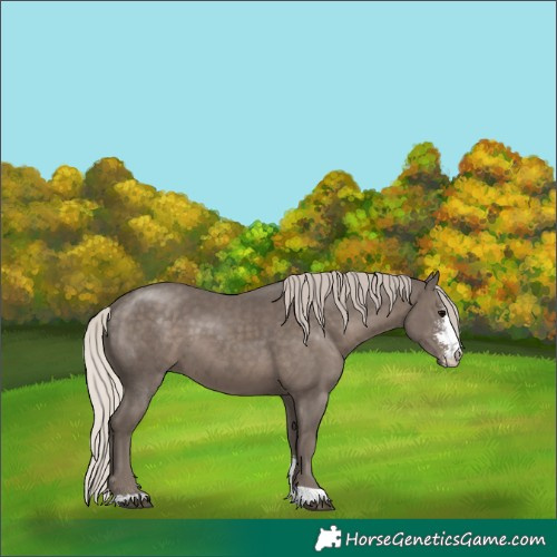 Horse Color:Silver Black Sabino