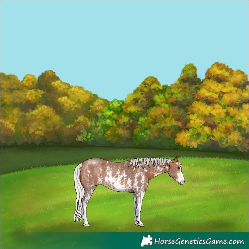 Horse Color:Silver Bay Sabino 