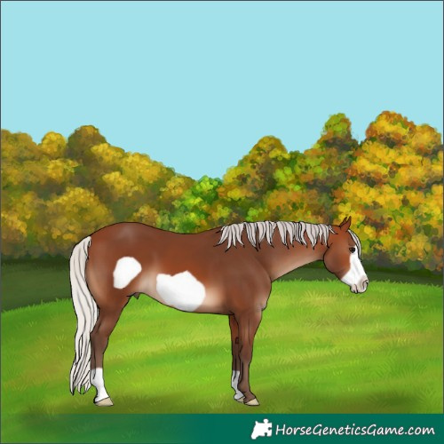 Horse Color:Silver Brown Frame 