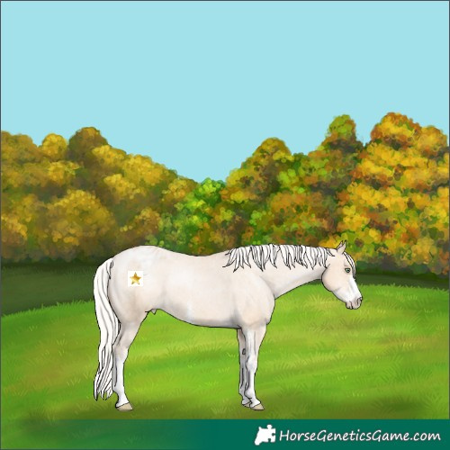 Horse Color:Silver Bay Pearl Dun Sabino Appaloosa 