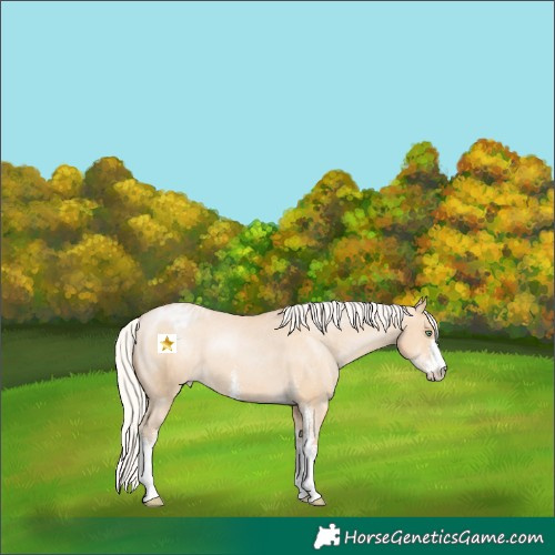 Horse Color:Silver Bay Pearl Dun Sabino Appaloosa 