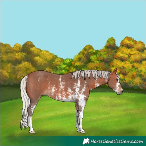 Horse Color:Silver Brown Sabino 