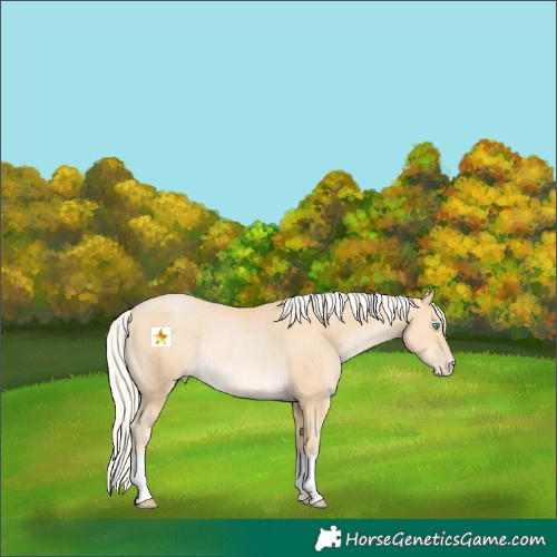 Horse Color:Silver Buckskin Pearl Rabicano 