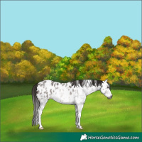 Horse Color:Gray Bay Sabino Appaloosa 