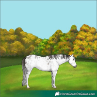 Horse Color:Gray Bay Sabino Appaloosa