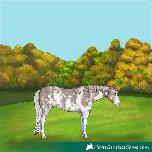 Horse Color:Silver Black Sabino 