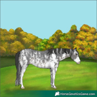 Horse Color:Black Sabino 