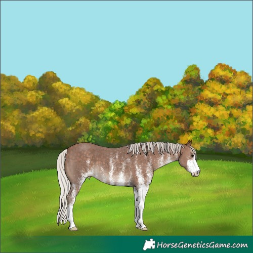 Horse Color:White Spotted Silver Black 