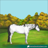 Horse Color:Black Sabino Frame Appaloosa 