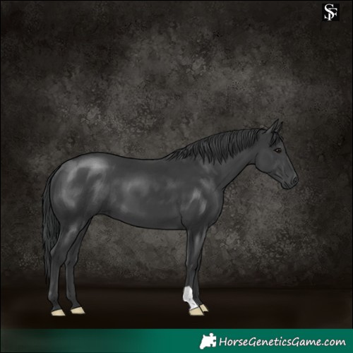 Horse Color:Black 
