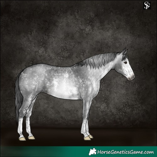 Horse Color:Gray Black Sabino 