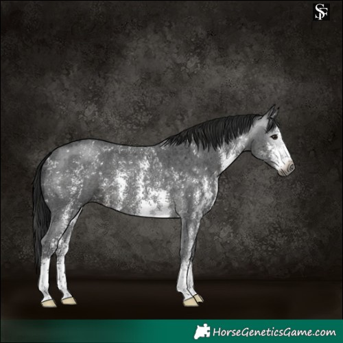 Horse Color:Gray Black Sabino 
