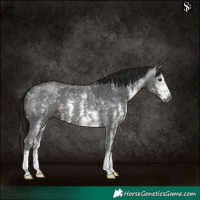 Horse Color:Gray Black Sabino 