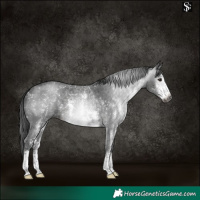 Horse Color:Gray Black Sabino 