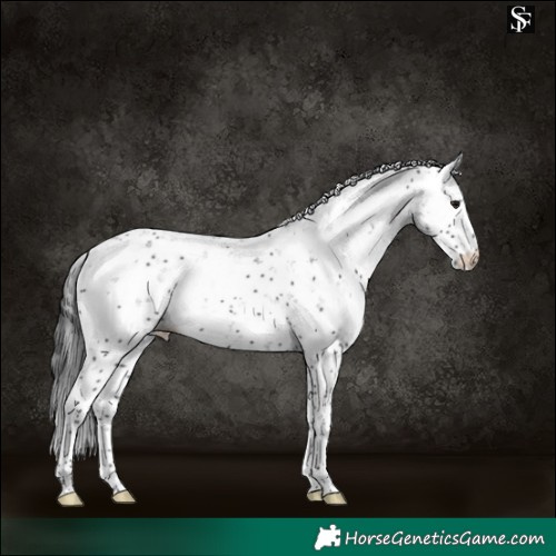 Horse Color:Black Sabino Rabicano 