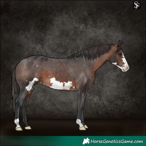Horse Color:Brown Frame Appaloosa 
