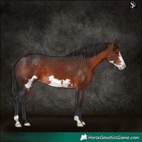 Horse Color:Brown Frame Appaloosa 