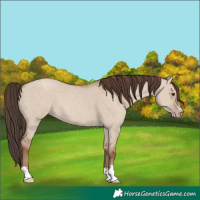 Horse Color:Classic Champagne Dun 