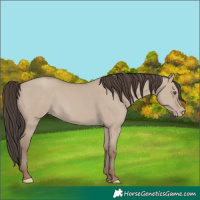 Horse Color:Classic Champagne Dun 