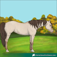 Horse Color:Classic Champagne Dun 