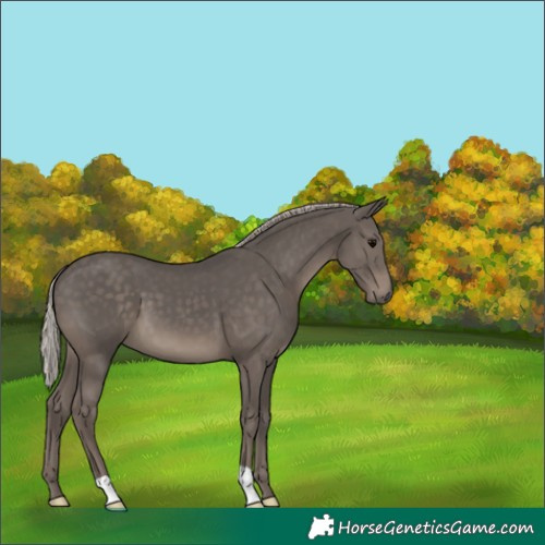 Horse Color:Silver Black 