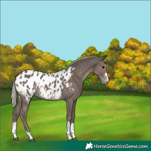 Horse Color:Silver Black Blanket 