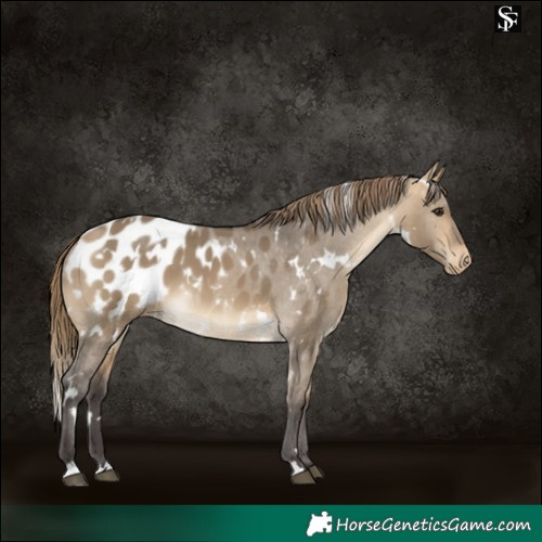 Horse Color:White Spotted Buckskin Dun Appaloosa 