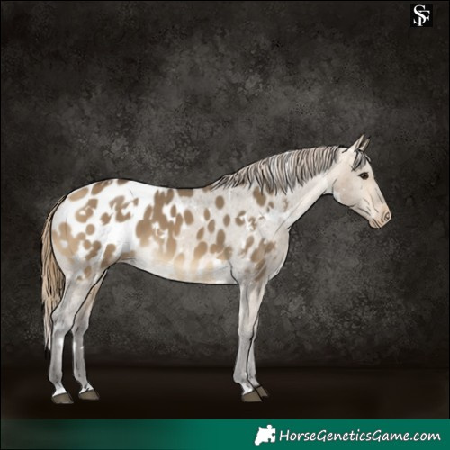 Horse Color:White Spotted Buckskin Dun Appaloosa 