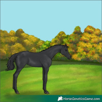 Horse Color:Black 