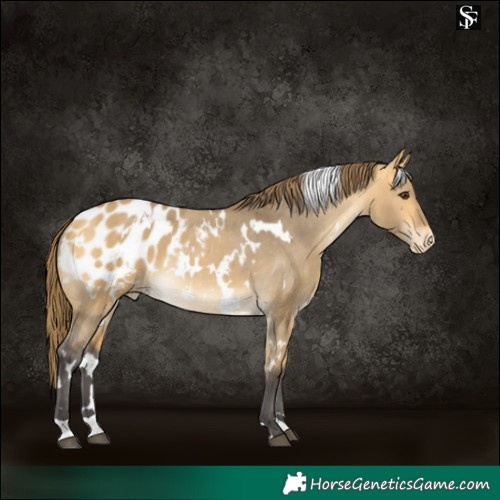 Horse Color:White Spotted Buckskin Dun Blanket Rabicano 