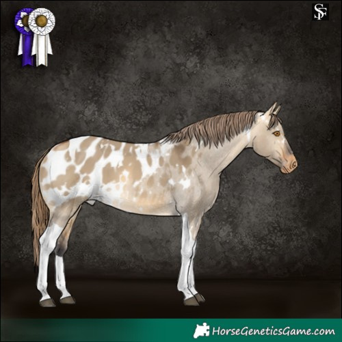 Horse Color:White Spotted Buckskin Dun Tobiano Blanket 