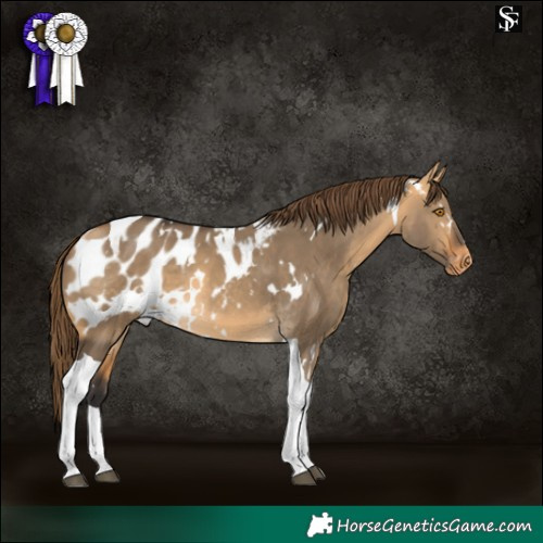 Horse Color:White Spotted Buckskin Dun Tobiano Appaloosa 