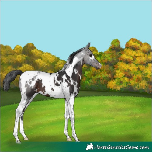 Horse Color:White Spotted Brown Tobiano Varnish 