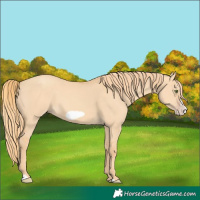 Horse Color:Gold Champagne Dun Frame 