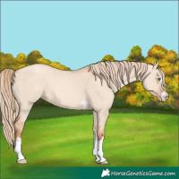 Horse Color:Gold Champagne Dun 