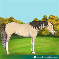 Horse Color:Buckskin Roan Dun Splash 