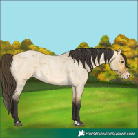 Horse Color:Buckskin Roan Dun Splash