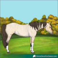 Horse Color:Buckskin Roan Dun Tobiano
