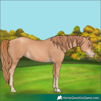 Horse Color:Gold Champagne Rabicano