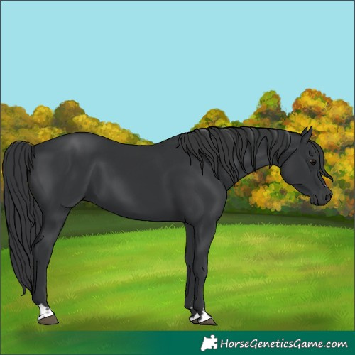 Horse Color:Black 