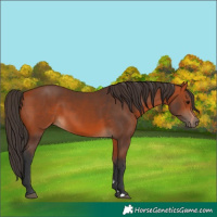 Horse Color:Bay 