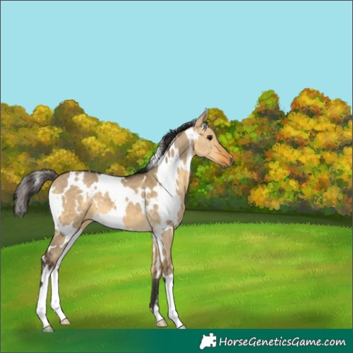 Horse Color:White Spotted Buckskin Dun 