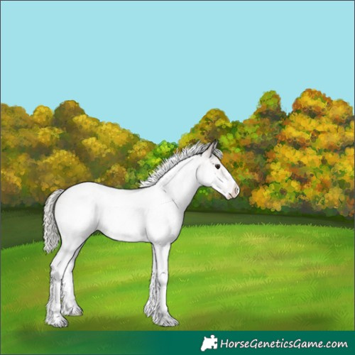 Horse Color:Silver Brown Roan Dun Splash Tobiano Appaloosa 
