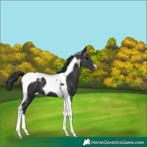 Horse Color:Black Tobiano Blanket 