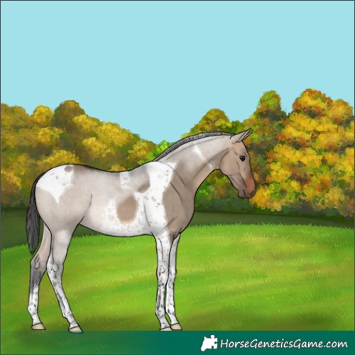 Horse Color:Brown Dun Tobiano 