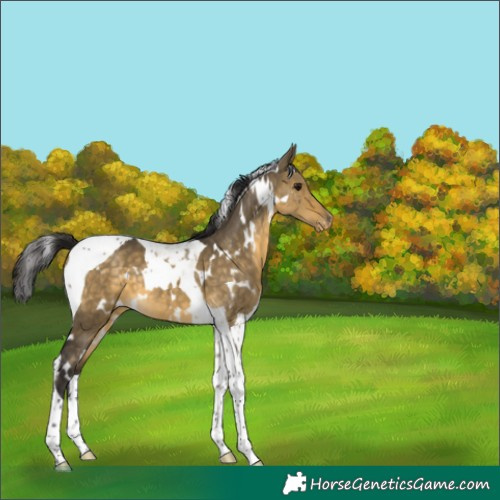 Horse Color:White Spotted Buckskin Dun Tobiano Varnish 