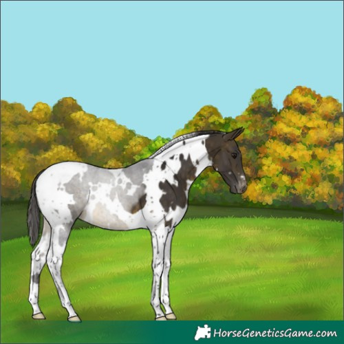 Horse Color:White Spotted Buckskin Tobiano Appaloosa 