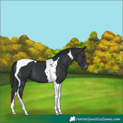 Horse Color:Black Tobiano Appaloosa 