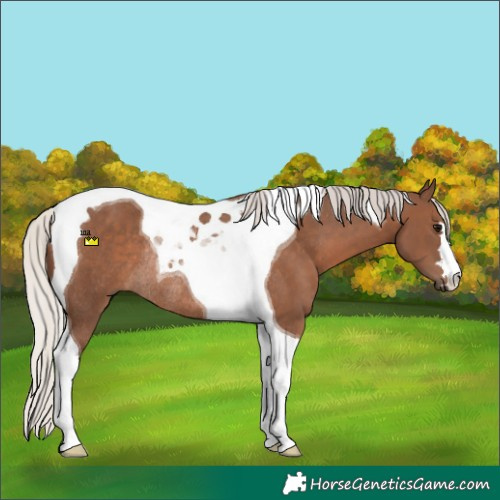 Horse Color:Silver Black Tobiano Rabicano 