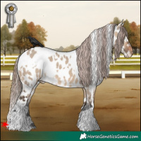 Horse Color:White Spotted Brown Dun Appaloosa 
